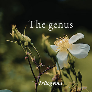 the genus by trilogyma