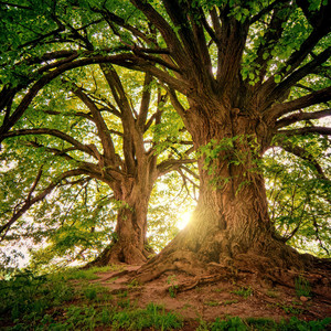 Beauty Is Everywhere You Choose to Look by Inner Ground