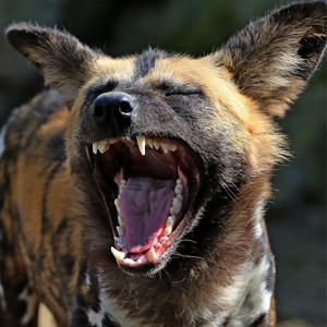 Leonardo Travensoli - Don't Laugh Don't Sikêra