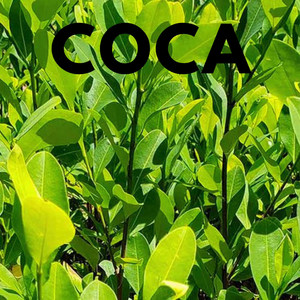 Coca by GoldSmall Album Cover