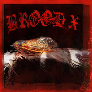 Intuition by BROOD X