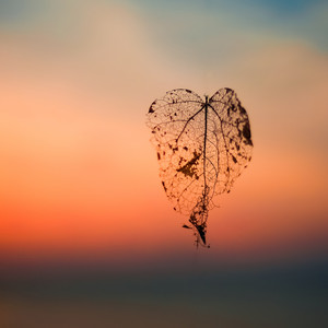 Muspace - Free Thoughts