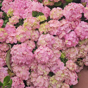 I love hydrangeas by BlueSKY.....Suno Ai