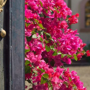 الفنان محمد الذهبي - الرقيه الشرعيه بسم الله