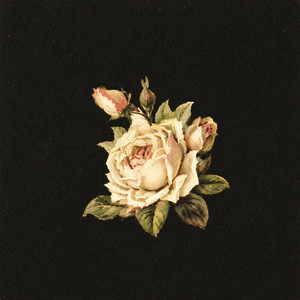 White Roses by Nicola