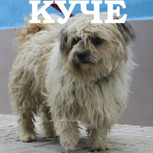 Куче
