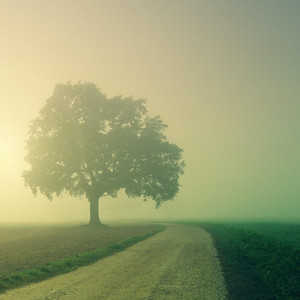 Tranquil Path by Dariya