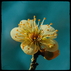 Anthesis by Fleur Amiette