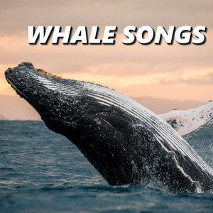 Sounds Of Whale Songs poster