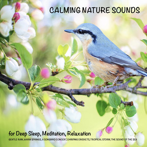 Calming Nature Sounds (Without Music) for Deep Sleep, Meditation, Relaxation [Gentle Rain, Warm Springs, Chirping Crickets, a Songbird Concert, the Sounds of the Sea, Tropical Storm]
