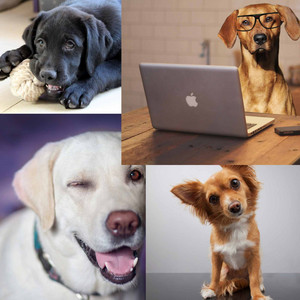 Man's Best Friend (Joyful) album