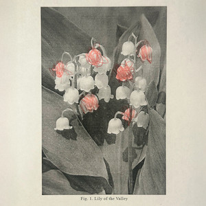 lily of the valley by maiiki