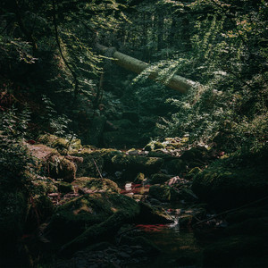 mystical rainforest by bashful, tezpu
