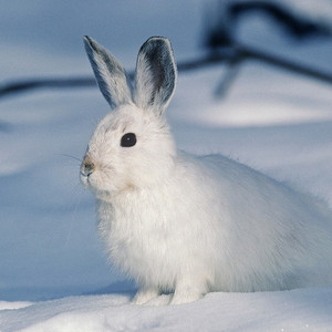 Musics For everyday - Follow the White Rabbit