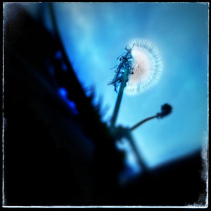dandelion by Ros Nocte, Coban