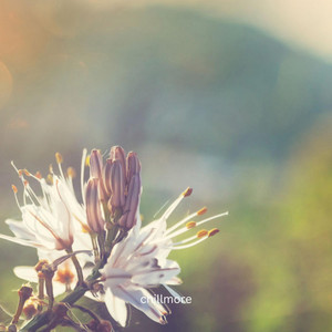 The Garden of Bliss