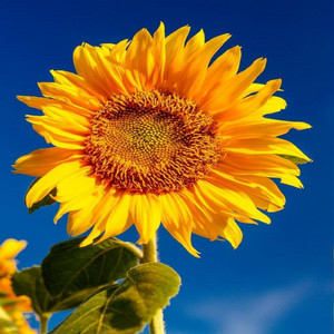 Sounds of the Summer by Brian McArdle