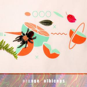Orange Albiceps