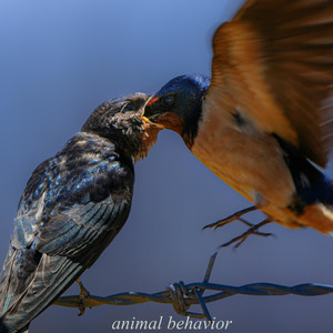 animal behavior by PAD