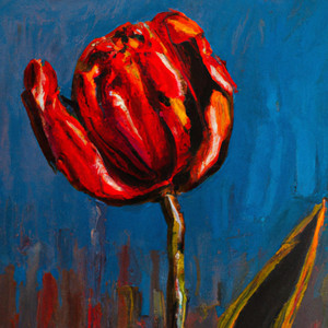 Red Tulip