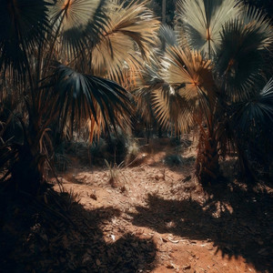 Palme Panama by Janes Ocean