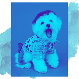 Music for Calming Your Puppy - Chill Out album