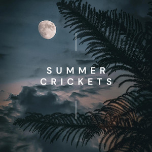 Summer Crickets by Drops of Venus