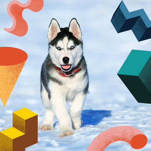 Sparkling Smooth Jazz Chill Out - Ambiance for Soothing Your Dog album