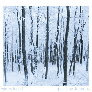 Wintry Forest by Pacificus Luminus