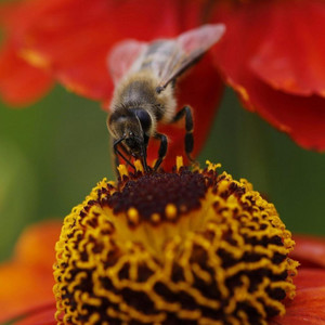 This Honeyed Moment by Space Station Alpha