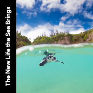 The New Life the Sea Brings album
