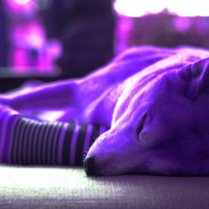 Groovy Music for Bright-Eyed Doggy - Acoustic and Electric Piano Duo album