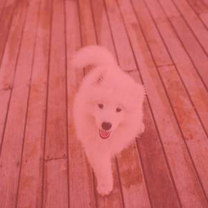 Ambiance for Sleeping Pups album