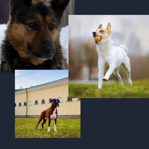 Wondrous Quartet Jazz - Background for Happy and Funny Dogs album