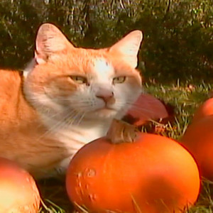 pumpkin patches forever by GAKHED