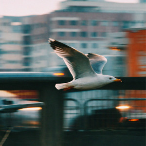 Gaviota by Voyager