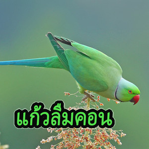 แก้วลืมคอน
