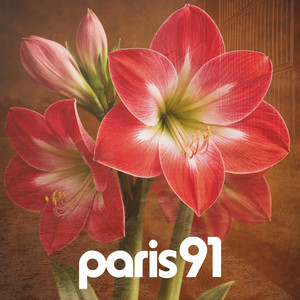 Amaryllis by paris91