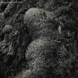 Moss, Pt. 6 by Chad Crouch, Sleeping Animal