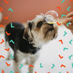 Music for Soothing Dogs - Vibrant Chill Out album