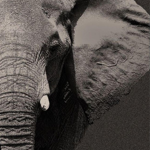 Elephanti by willyb