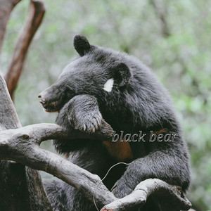 black bear by Cluod Lead
