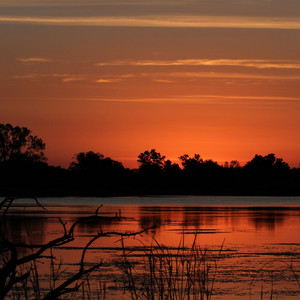 Ti japonais - PIGA W KOURI