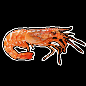 Uncomfortably Realistic Shrimp by RedWolf