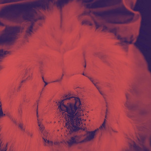 Playful Piano Bossa Duo - Background for Beloved Puppy album
