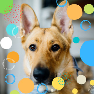Chillout (Music for Dogs Resting) album