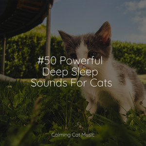 #50 Powerful Deep Sleep Sounds For Cats album
