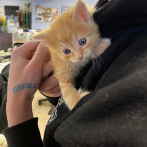 Lil Tru - Fortnite Moves