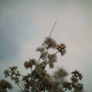 Nocturnal Petals