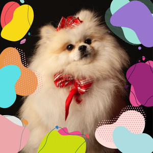Vibraphone and Tenor Saxophone Solos - Music for Doggy Daycares album